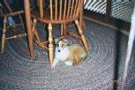 Sadie under the kitchen table